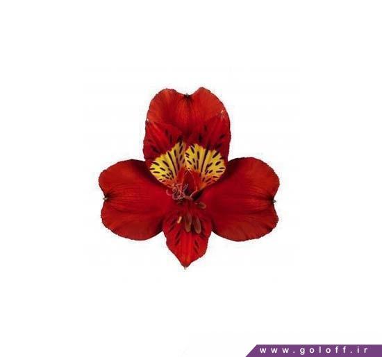 سفارش گل آلسترومریا تامپا - Alstroemeria | گل آف